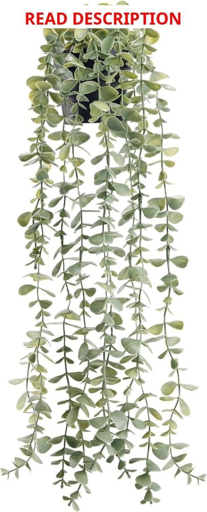 Der Rose 24" Eucalyptus Hanging Wall Art Decor