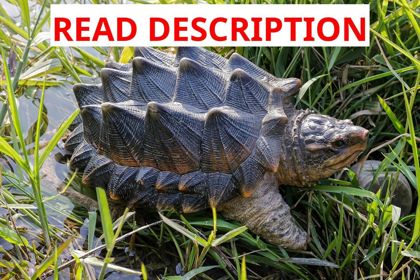 Hi-Line SNAPPING Turtle Statue Brown/Green